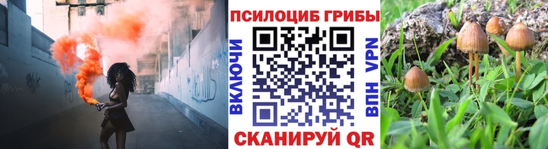 цена наркотик  Санкт-Петербург  Галлюциногенные грибы Psilocybine cubensis 